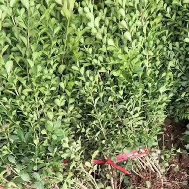 冬青基地 冬青批发 冬青价格