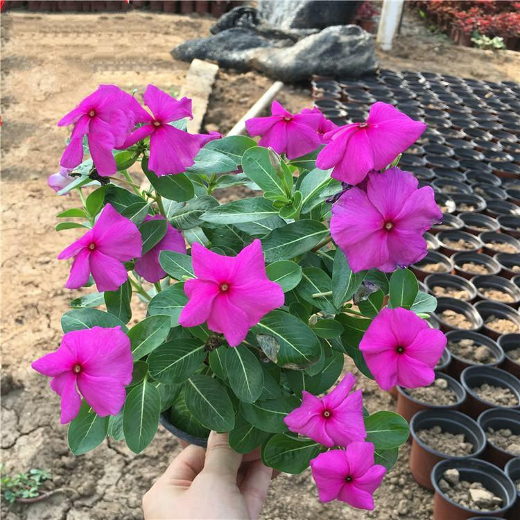 金盏草批发价格