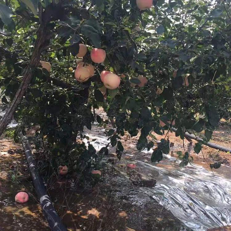 【可定制】微喷带质量有保证 微喷带厂家直销 微喷带批发 微喷带有售后保障