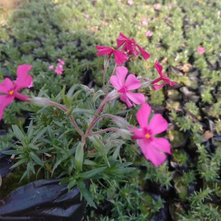 福禄考价格 福禄考种植基地 青州宿根花卉培育基地 鑫杰花卉