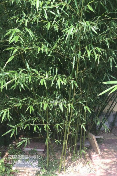 早园竹.淡竹.银环竹