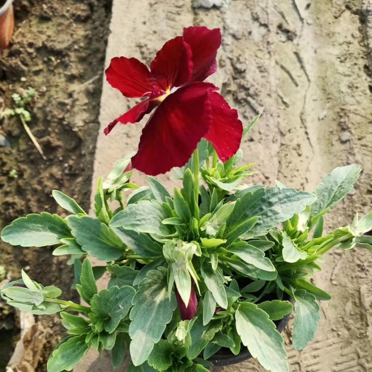 三色堇 三色堇种植基地