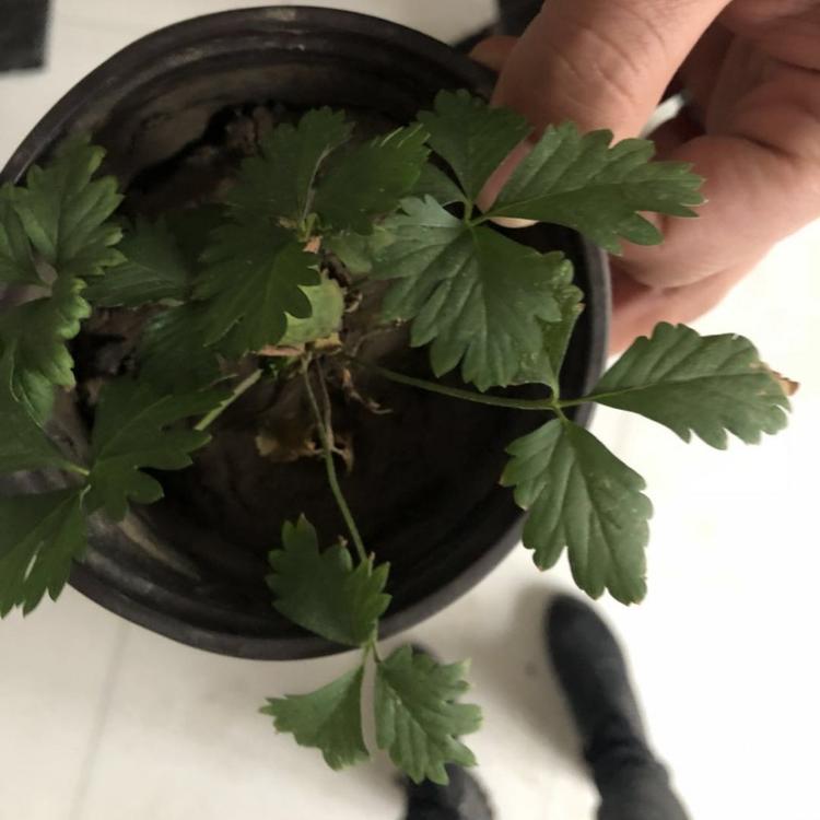 蛇莓 蛇莓价格 蛇莓小苗