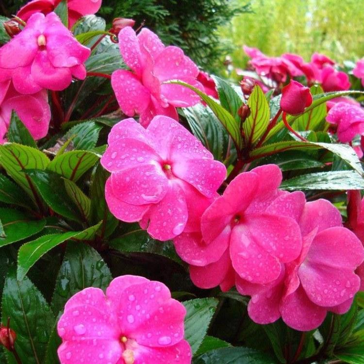 凤仙 非洲凤仙价格种植基地批发 各种宿根花草批发 花海设计