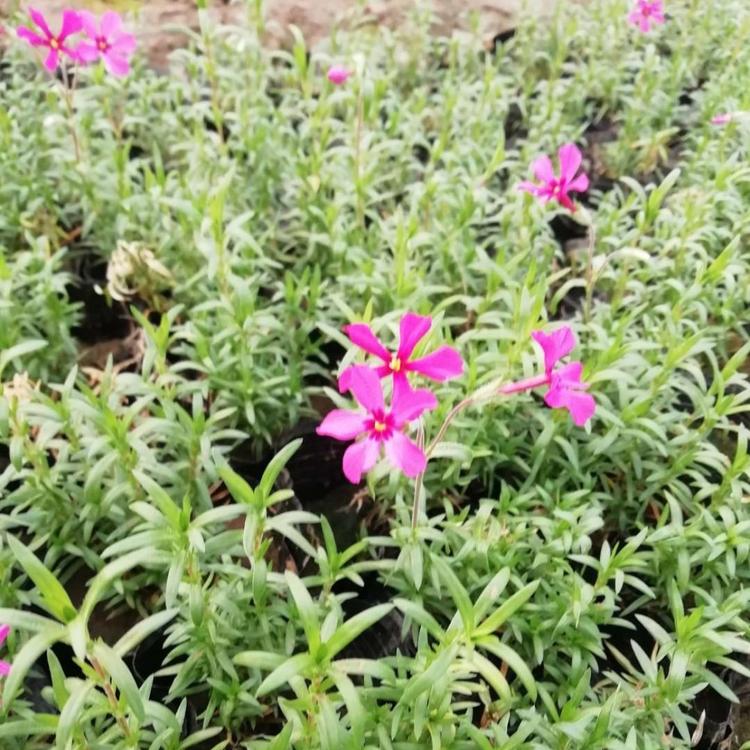 芝樱花海 芝樱种苗