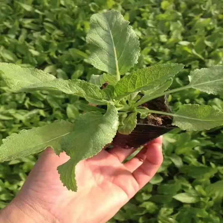 宿根鼠尾草 鼠尾草基地批发