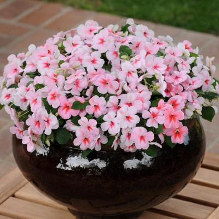 凤仙花小苗 凤仙花批发 凤仙花