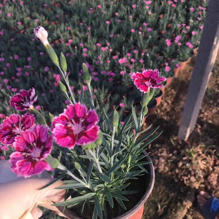 彩虹石竹 彩虹石竹基地批发
