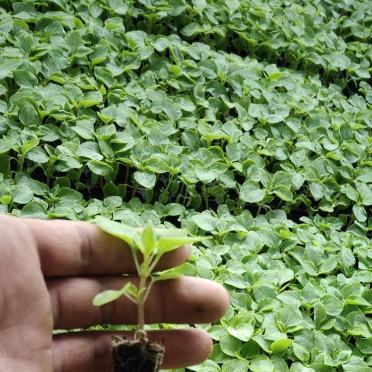 批发园林观花植物小苗 非洲凤仙花小苗 可盆栽凤仙花