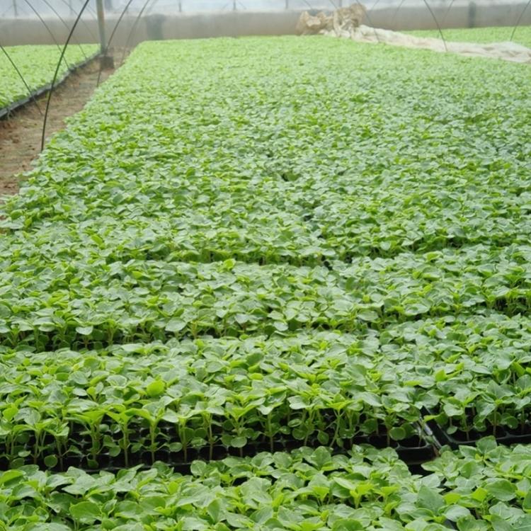 凤仙花小苗批发 凤仙花小苗价格 凤仙花小苗供应商