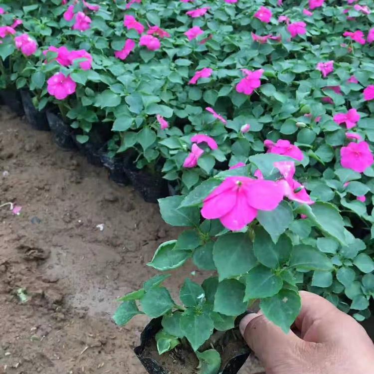 供应非洲凤仙苗大量批发 非洲凤仙价格 绿化工程供应