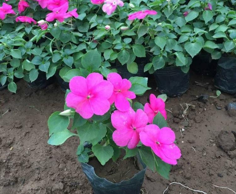 批发供应非洲凤仙花苗 红色系园林观赏凤仙花 青州顺和花卉苗圃基地直销