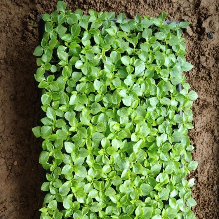 批发园林观花植物小苗 非洲凤仙花小苗 可盆栽凤仙花 顺和花卉
