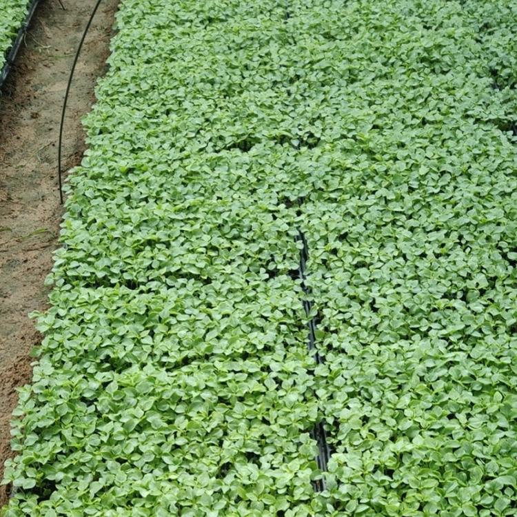 凤仙花小苗 时令时花混色凤仙花批发