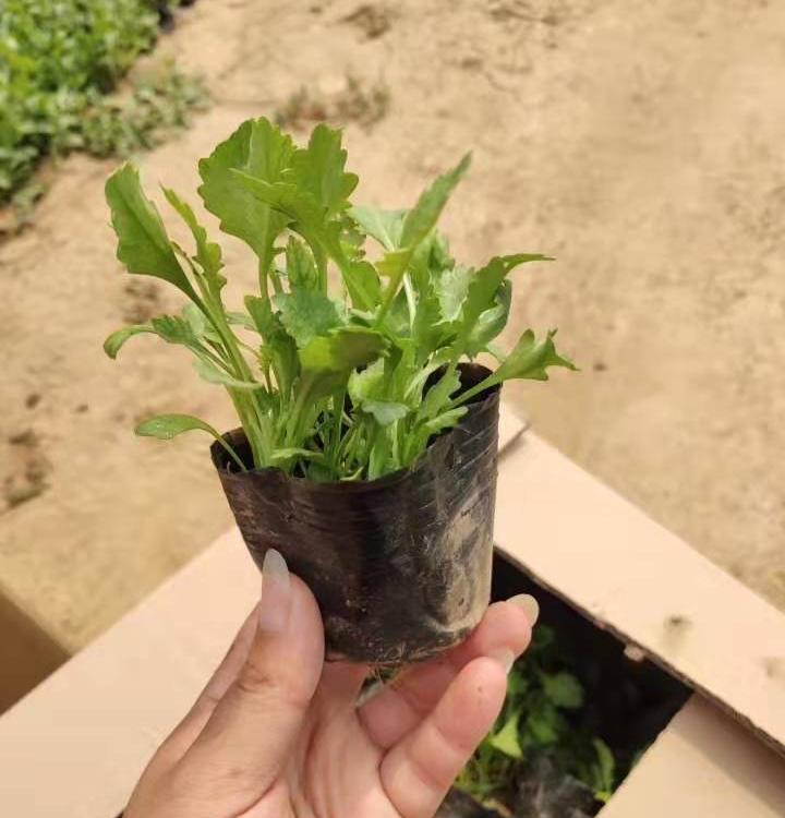 大滨菊 大滨菊报价  求购大滨菊  大滨菊供应