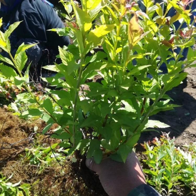 金焰绣线菊报价  金焰绣线菊价格 求购金焰绣线菊 金焰绣线菊