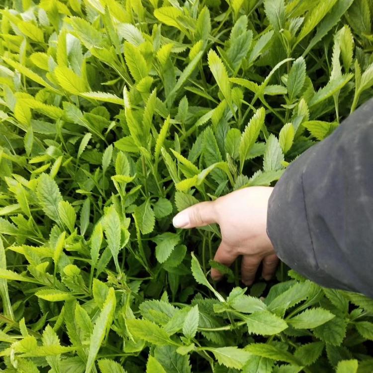 柳叶马鞭草 柳叶马鞭草批发