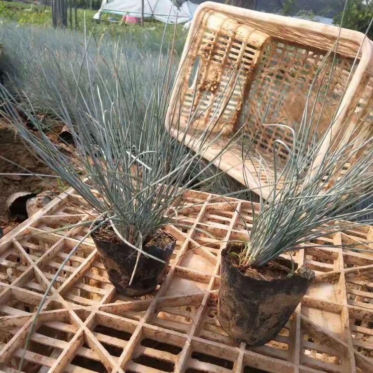 蓝羊茅报价 蓝羊茅价格 蓝羊茅基地报价