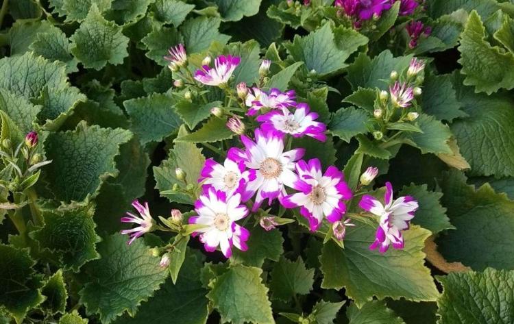 瓜叶菊 瓜叶菊批发 瓜叶菊价格