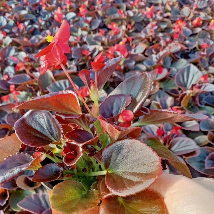 四季海棠 四季海棠种植基地