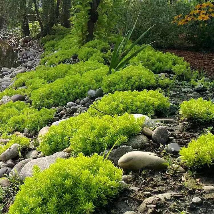 佛甲草 佛甲草种植基地
