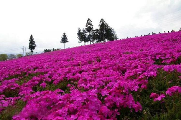 芝樱 芝樱花海