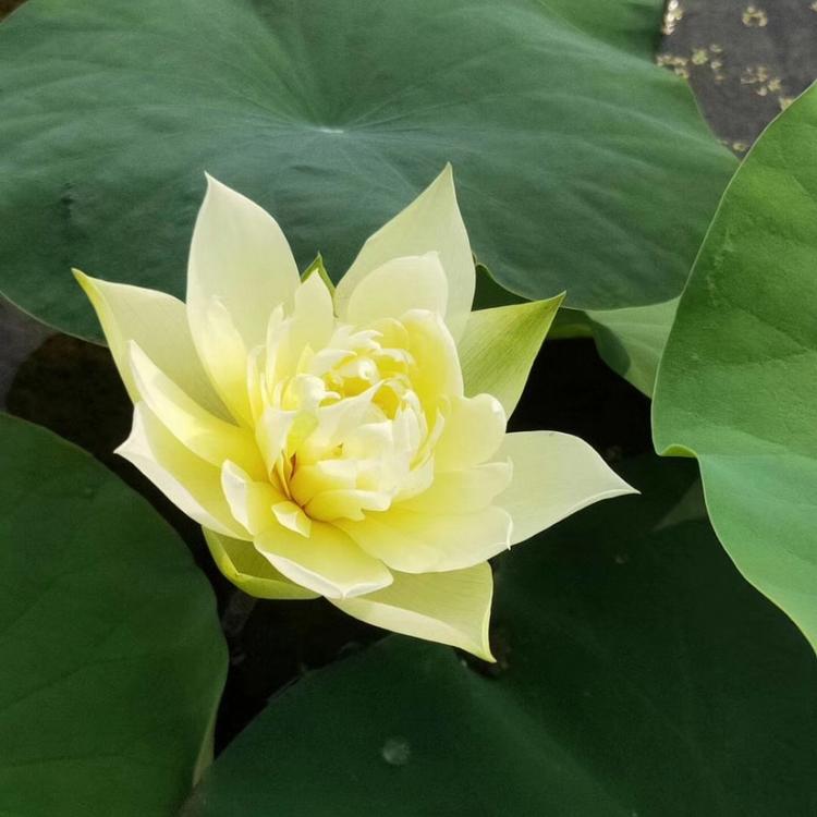 睡莲 睡莲厂家批发