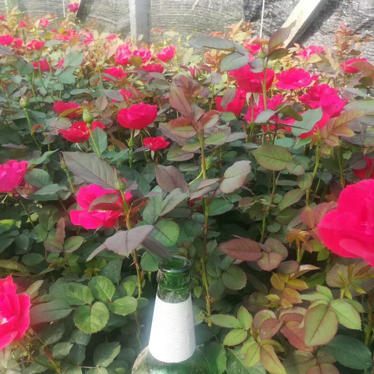 黄楼红宝石月季时令草花盆栽