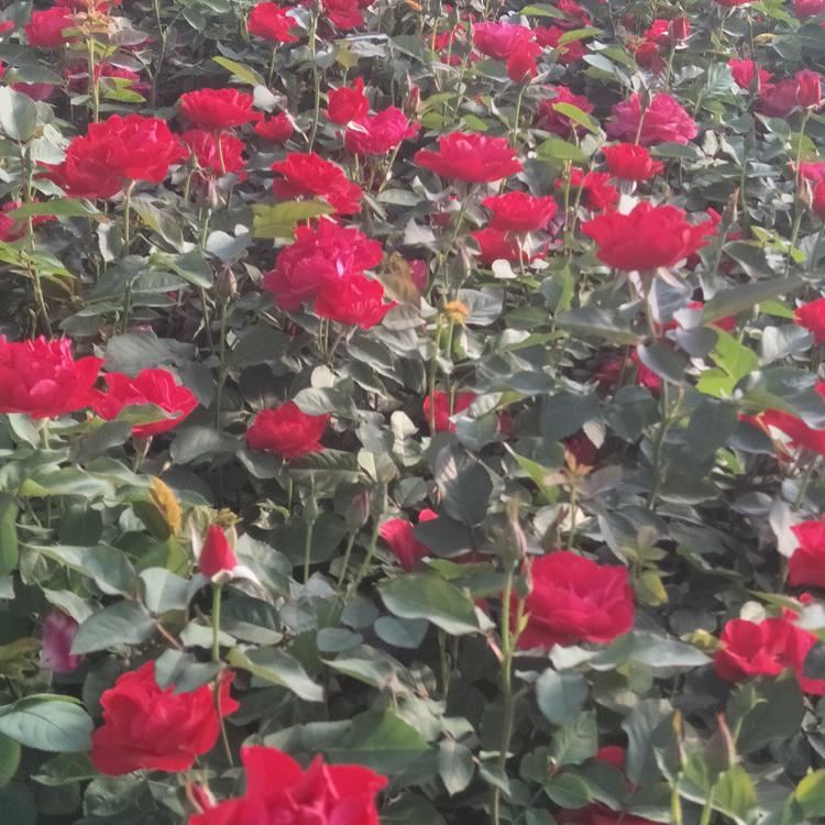 山东青州开花月季 紫绒月季花卉苗木地栽盆栽
