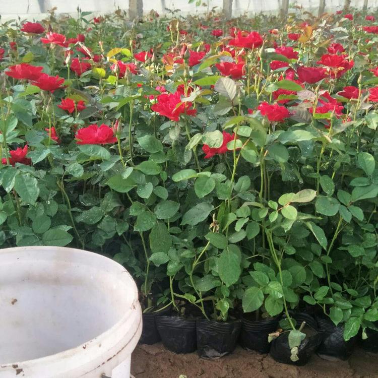 临朐月季苗 月季小苗 月季花苗绿化工程花卉基地