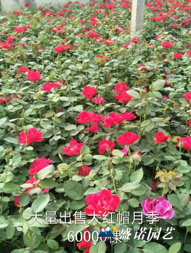 山东潍坊欧月 欧洲月季宿根地被地栽盆栽