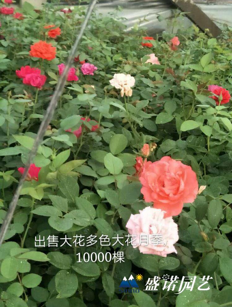 临沭曼海姆月季草花花卉基地处理