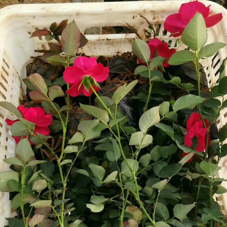 江苏月季 藤本月季 月季小苗时令草花 宿根花卉品种齐全