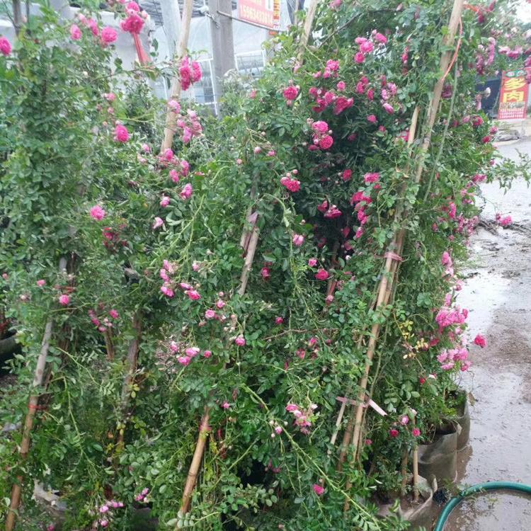 藤本月季苗木花卉基地