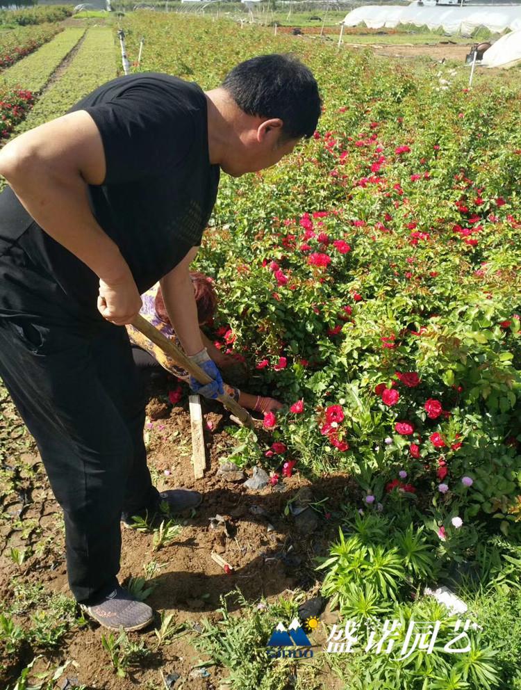 江苏大红帽月季苗木品种齐全