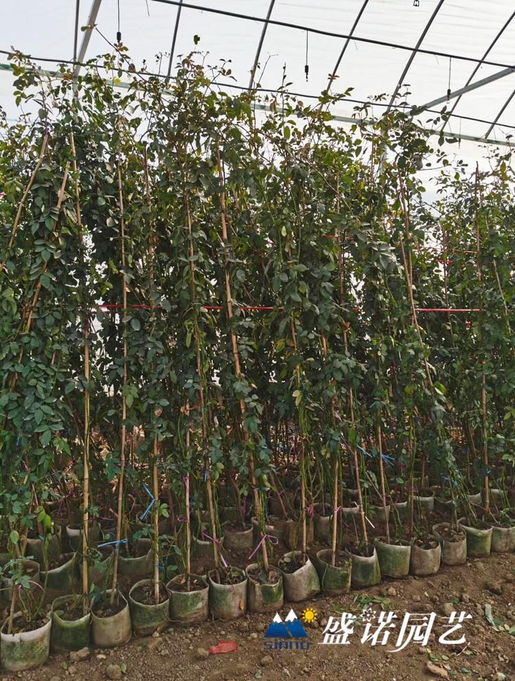 山东青州三季蔷薇月季 四季玫瑰基地供应价格优惠