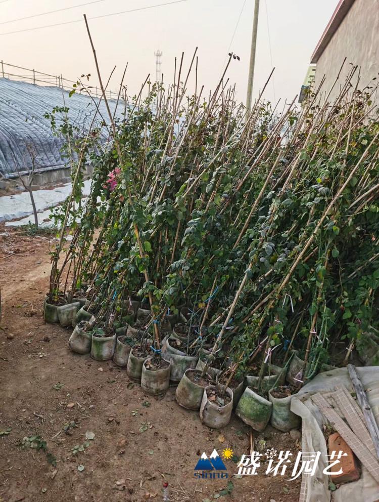 青州三季蔷薇月季 四季玫瑰草花花卉批发