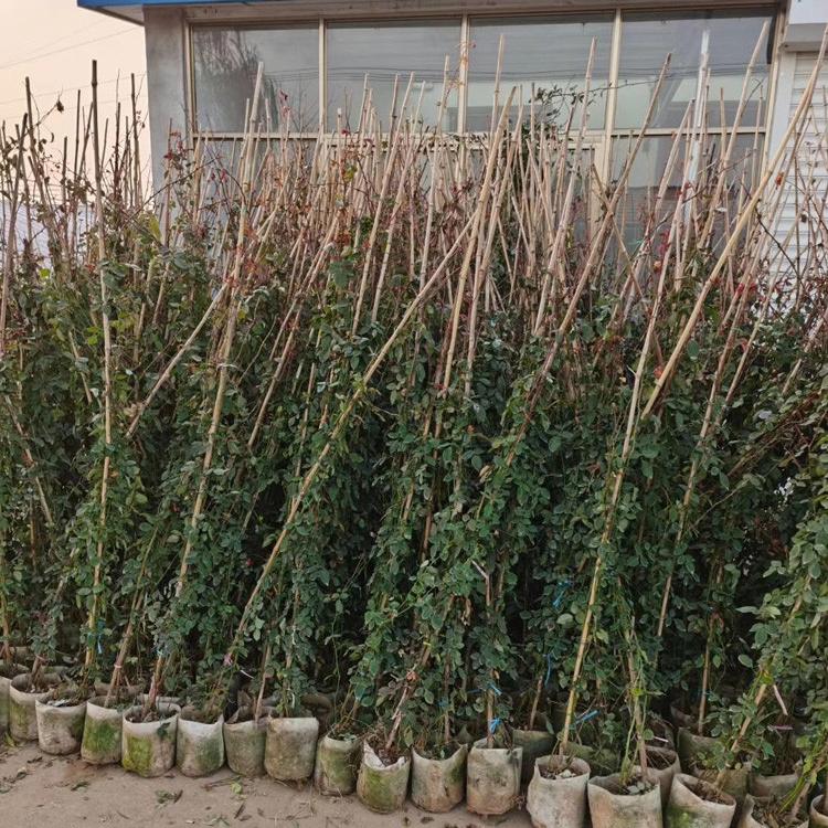 宿迁月季 藤本月季 月季小苗园林工程花卉基地