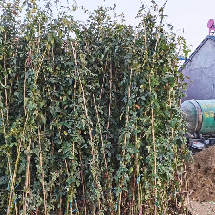山东潍坊开花月季 紫绒月季草花花卉基地处理