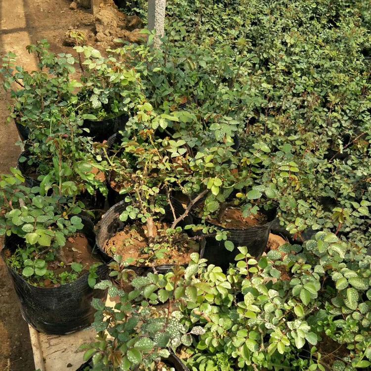 宿迁三季蔷薇月季 四季玫瑰草花花卉特价销售