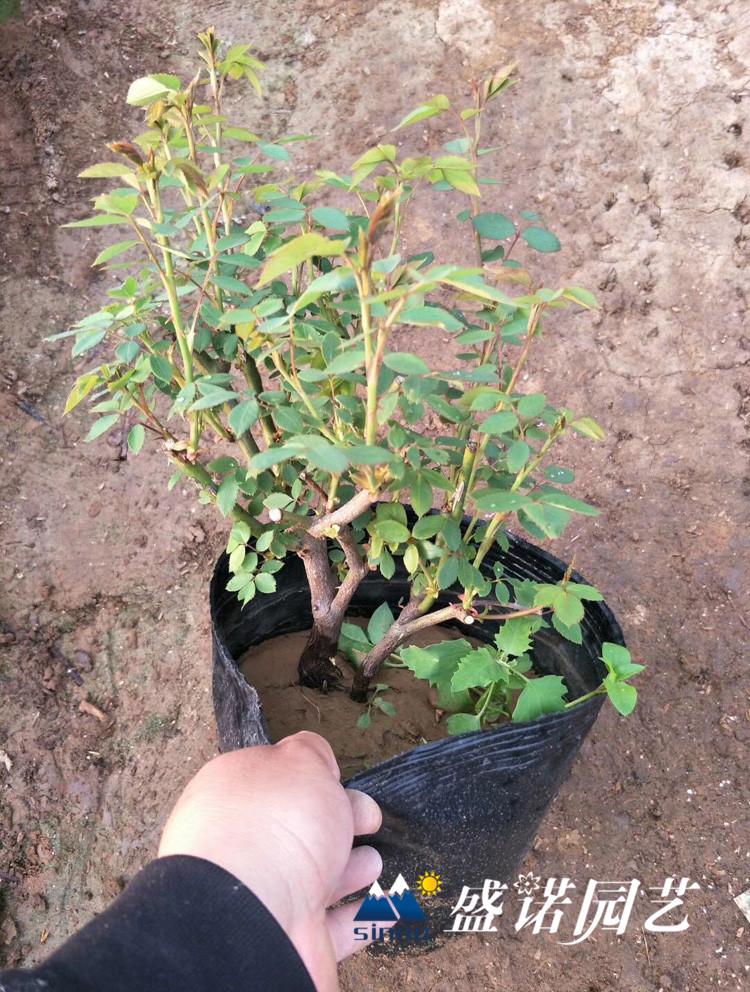 山东潍坊丰花月季小苗基地处理
