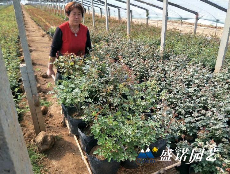 山东潍坊四季玫瑰宿根地被批发