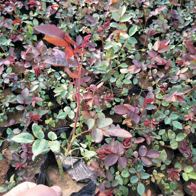 青州月季苗 月季小苗 月季花苗园林工程基地处理