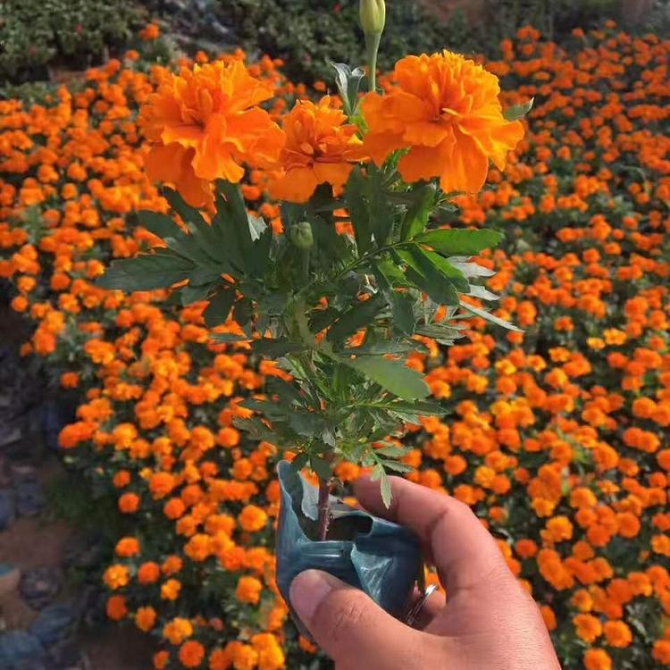 黄色孔雀草批发价格 供应红色孔雀草 橘红色孔雀草基地直销