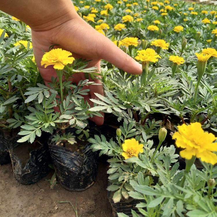 孔雀草 黄色孔雀草 孔雀草基地 孔雀草批发 孔雀草价格 孔雀草颜色：红色黄色 国庆草花 五一草花 时令草花 广场摆花 草花租摆