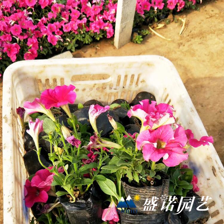 牵牛小苗 牵牛花苗宿根花卉价格优惠