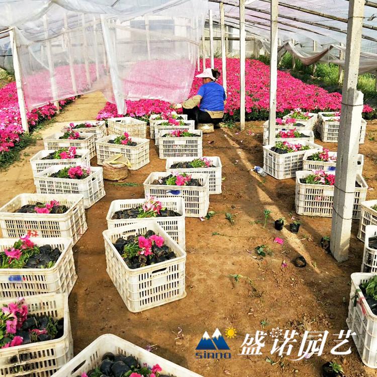 粉牵牛 白牵牛绿化工程地栽盆栽