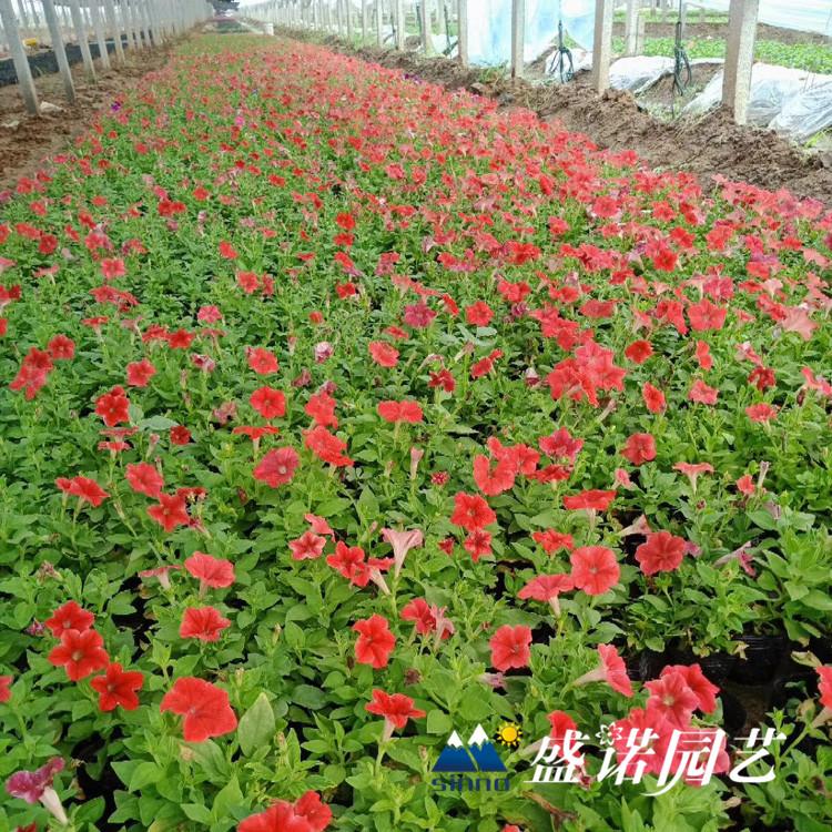 兰牵牛 蓝牵牛绿化工程地栽盆栽