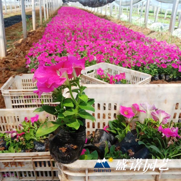 牵牛小苗 牵牛花苗小苗 嫁接基地处理