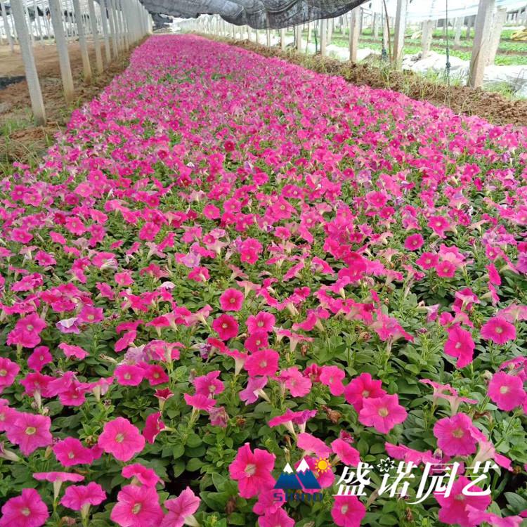 牵牛小苗 牵牛花苗花卉苗木品种齐全
